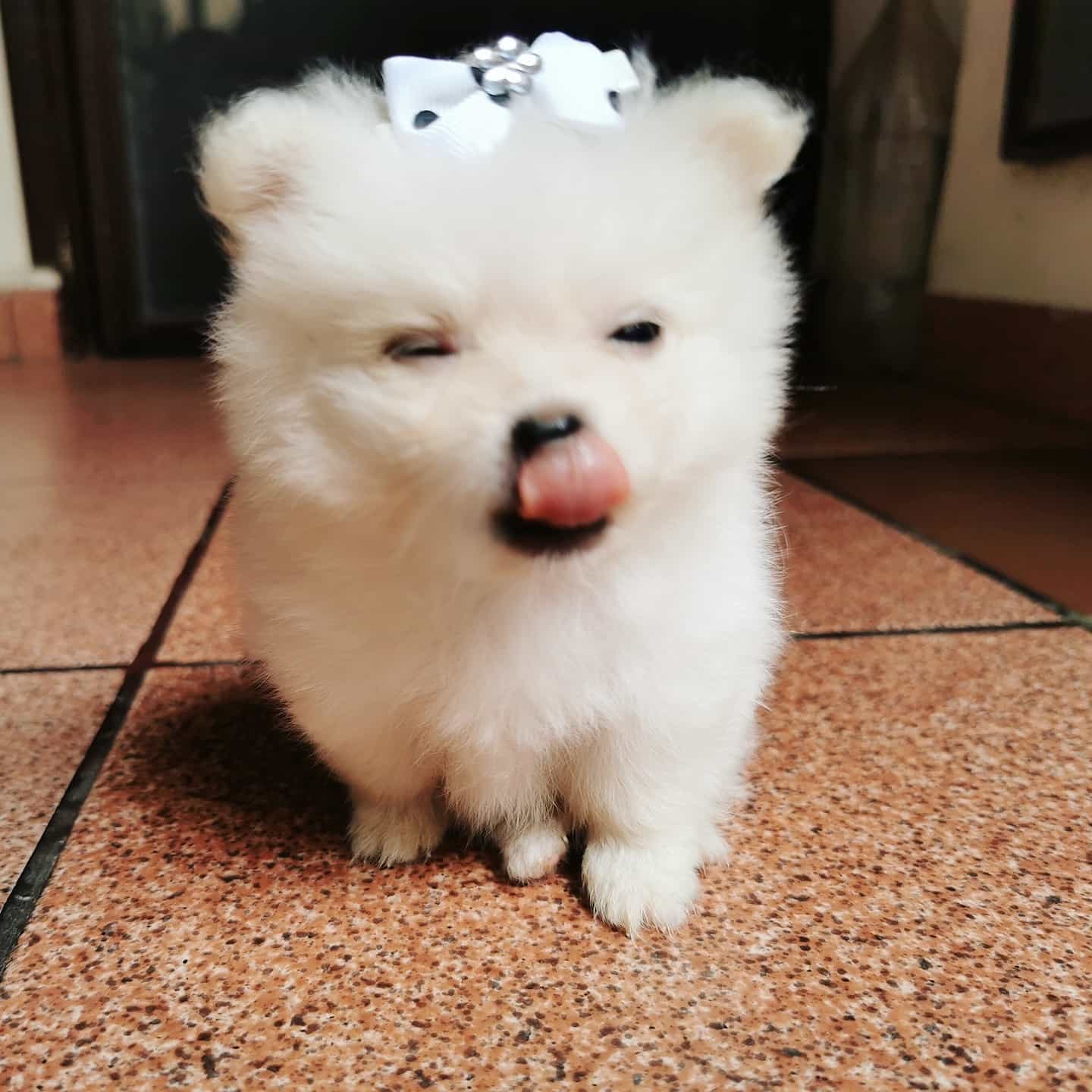 Mini Veni. Mini Veni.