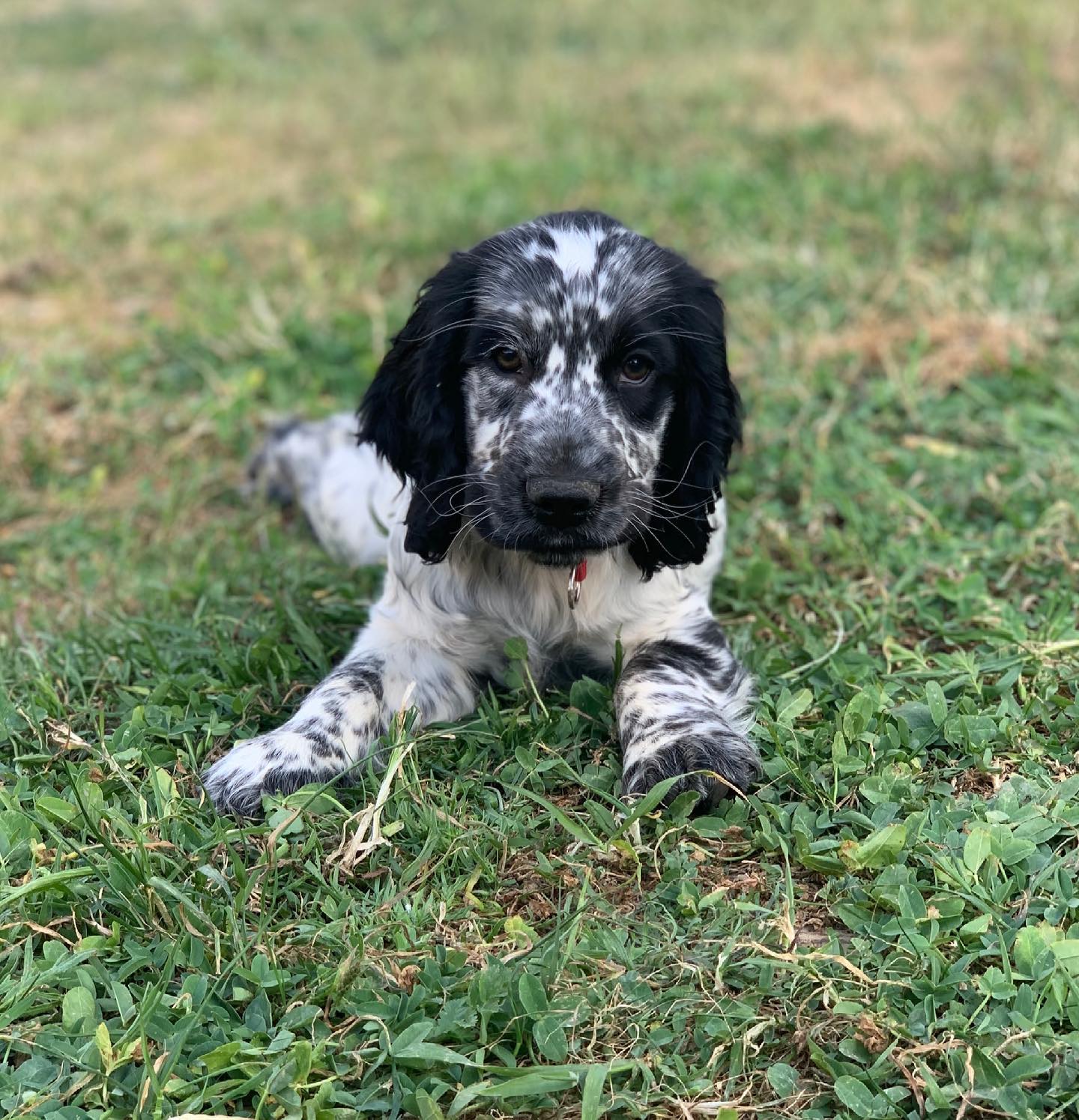 Mr blue cocker spaniel. Mr blue cocker spaniel.
