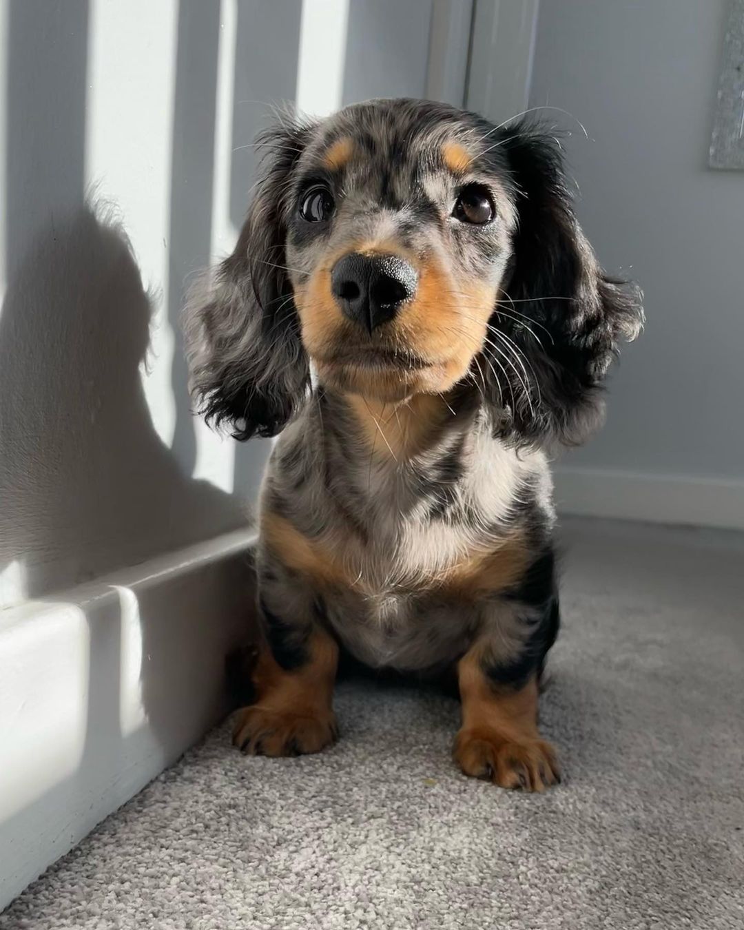 Nala Dachshunds,. Nala Dachshunds,.