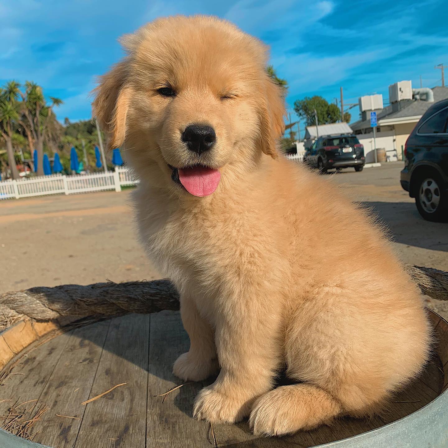 Nali Golden Retriever.