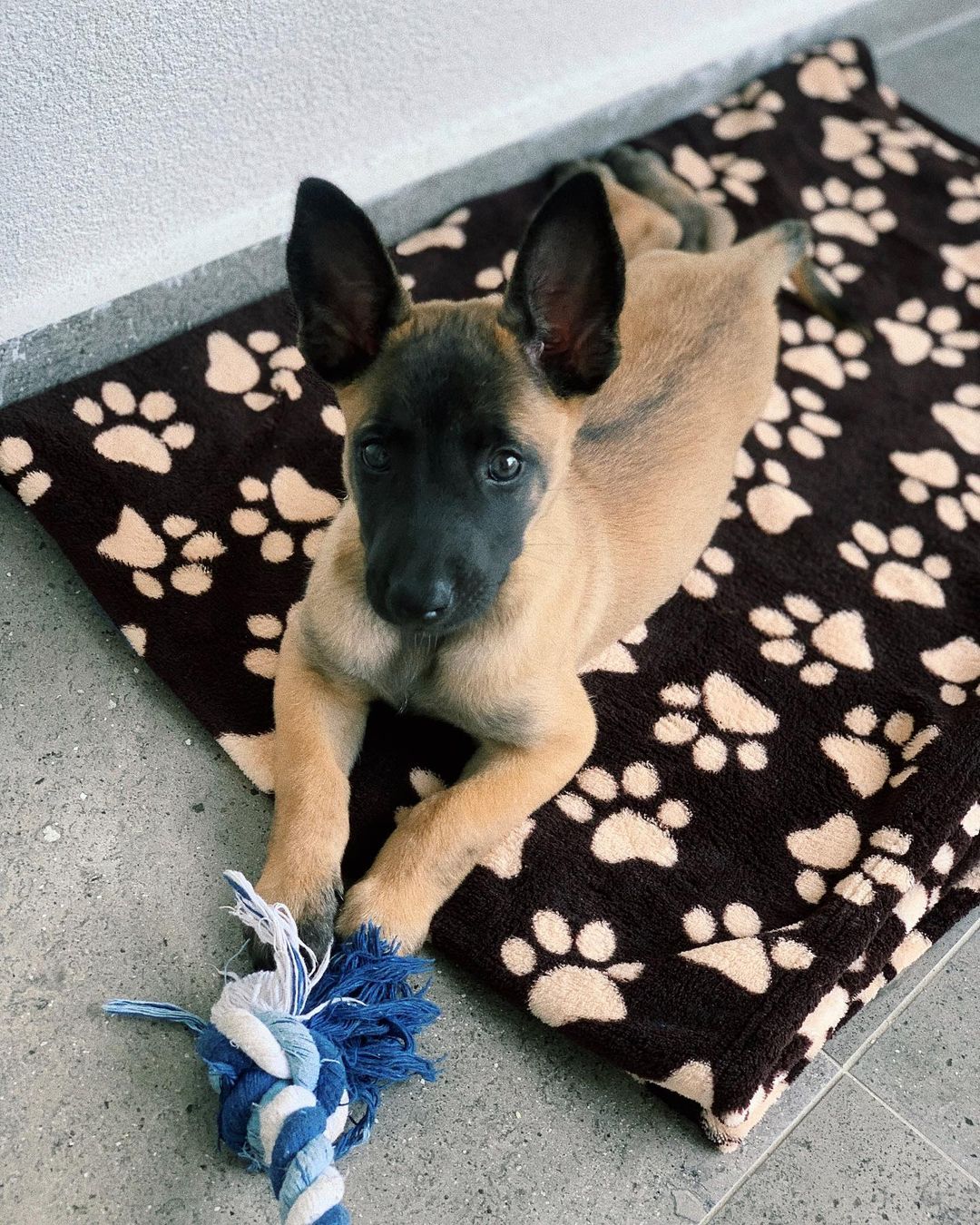 Nate Belgian Malinois., Nate Belgian Malinois.,
