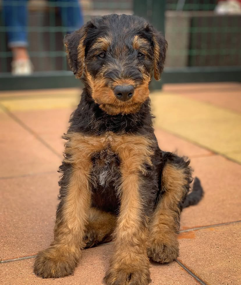 Nikk Male Airedale Terrierr Nikk Male Airedale Terrierr