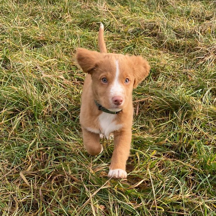 Nilo Golden Retrieverr,