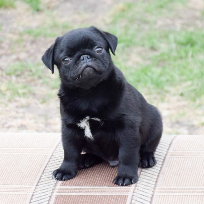 Ola Pug Ola Pug