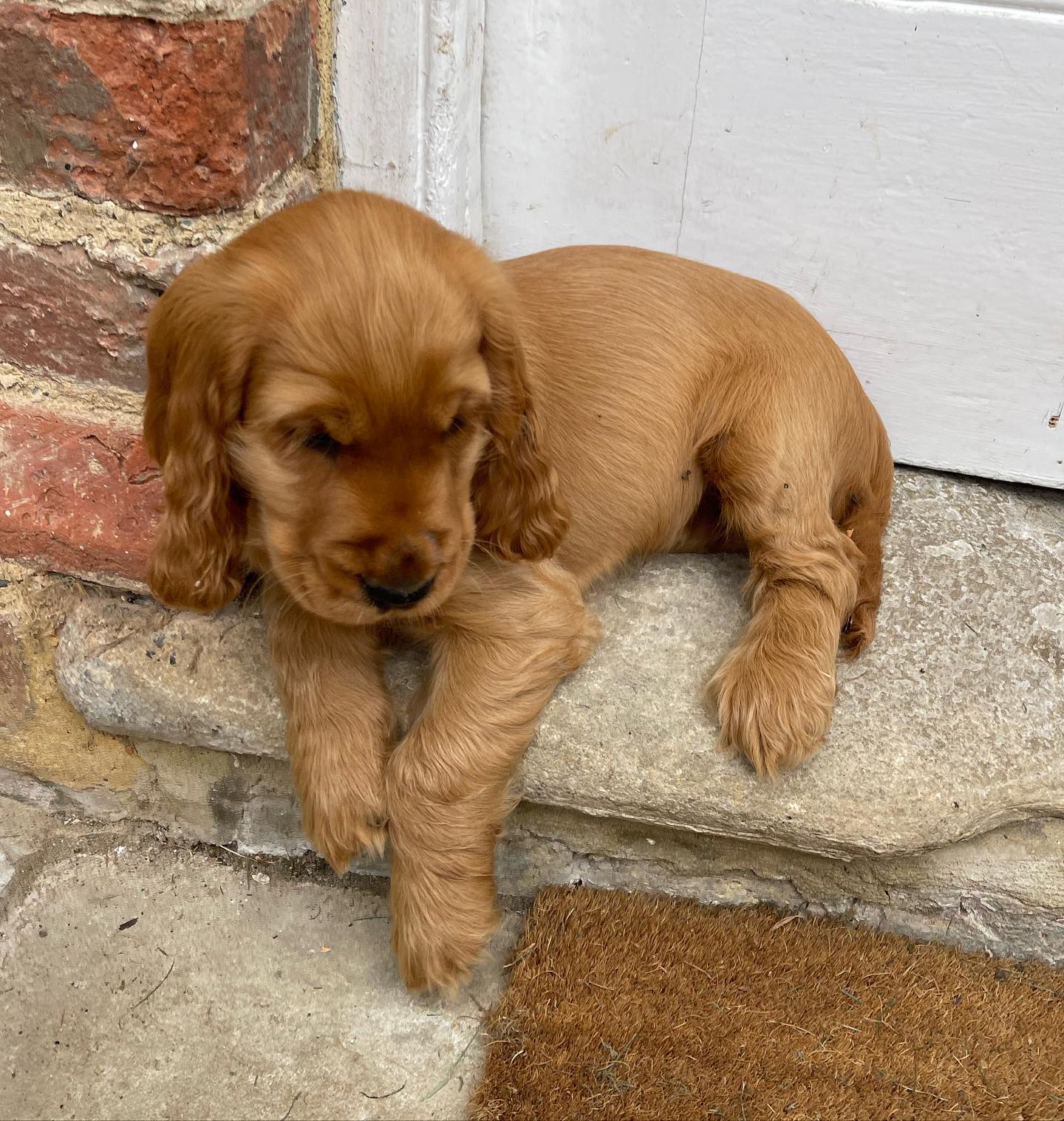 Oliv Cocker Spaniel Oliv Cocker Spaniel