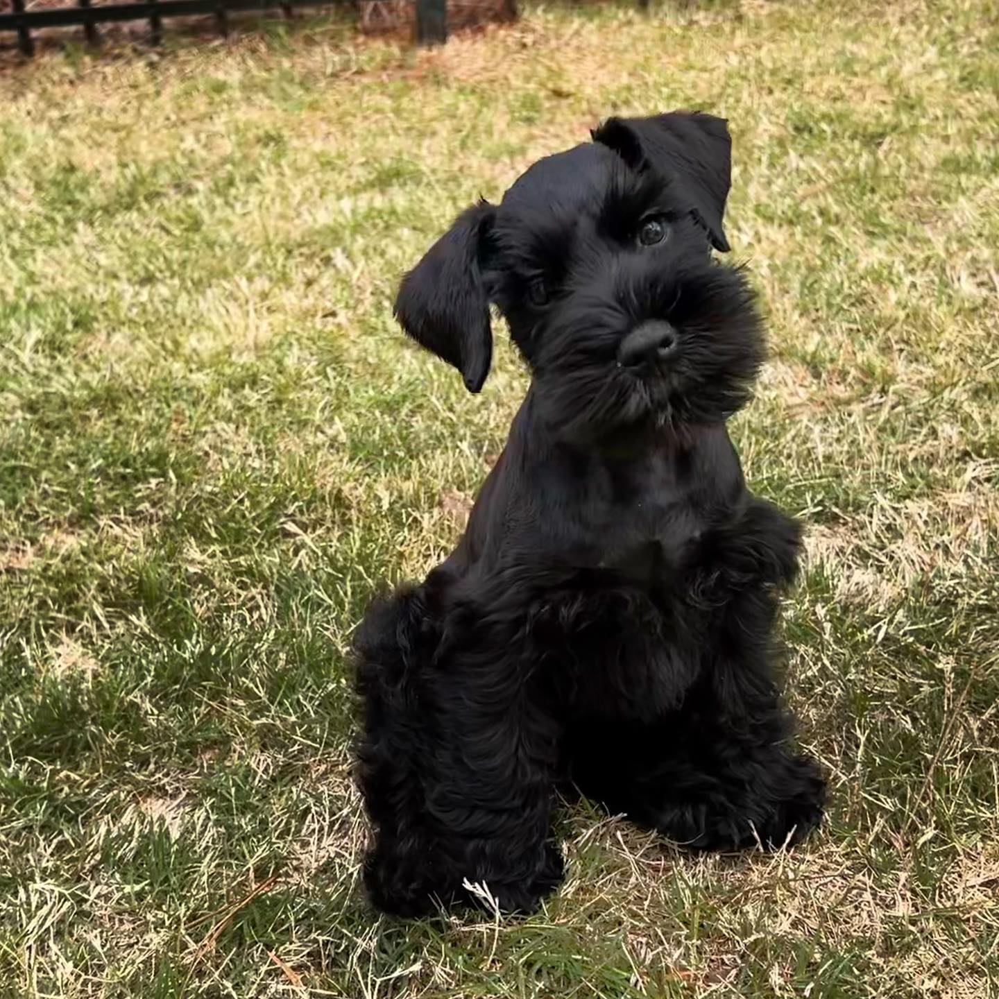 Olive schnauzer Olive schnauzer