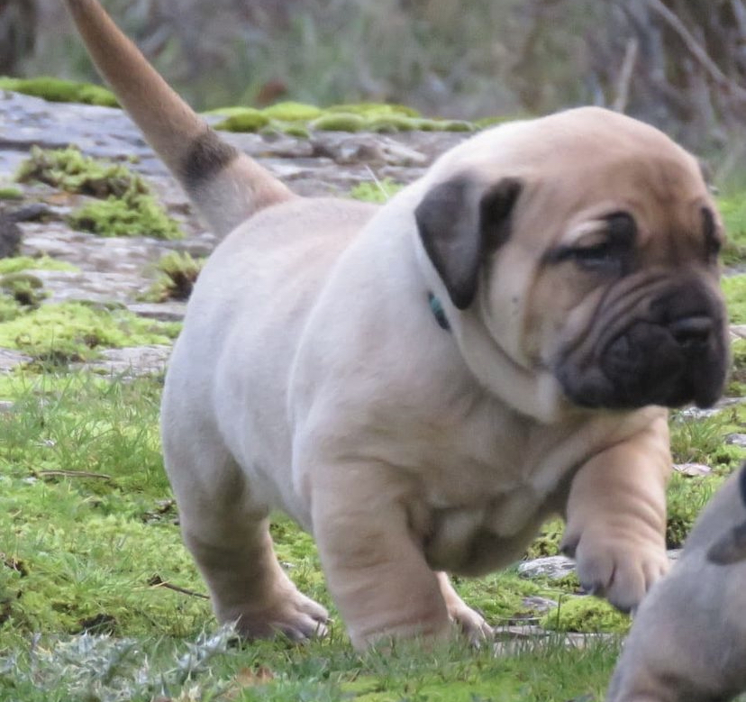 Papa BoerBoell. Papa BoerBoell.