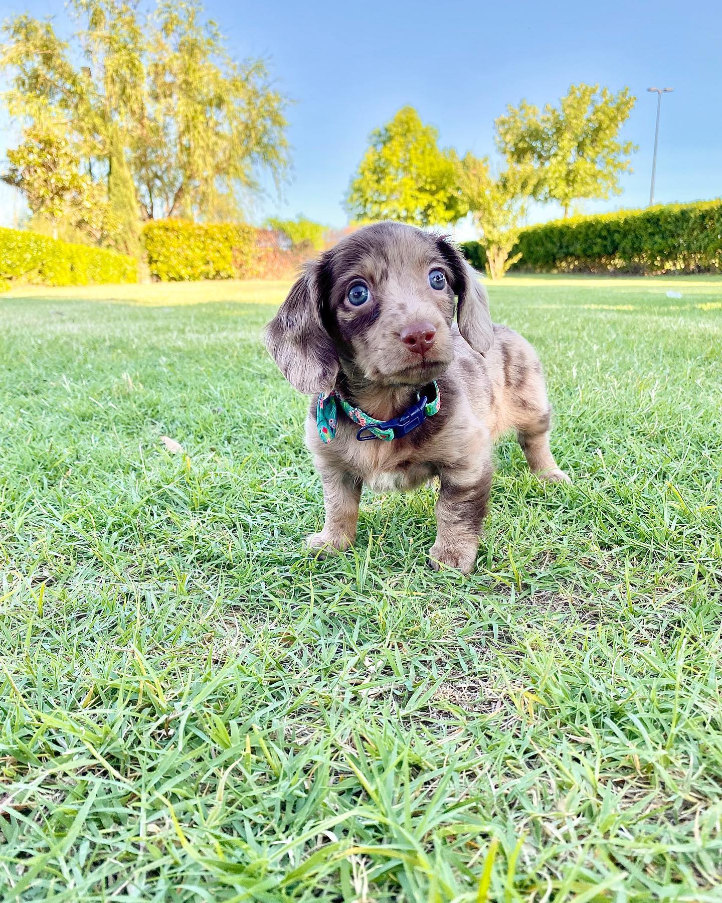 Polly Dachshund., Polly Dachshund.,