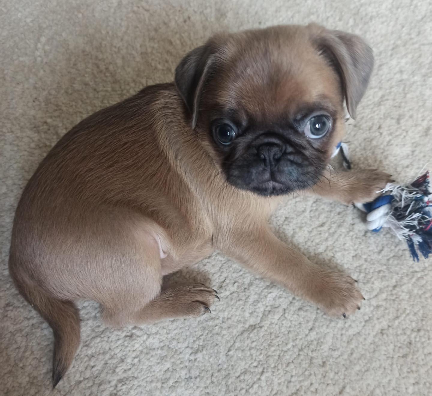 Pug zukoo, Pug zukoo,