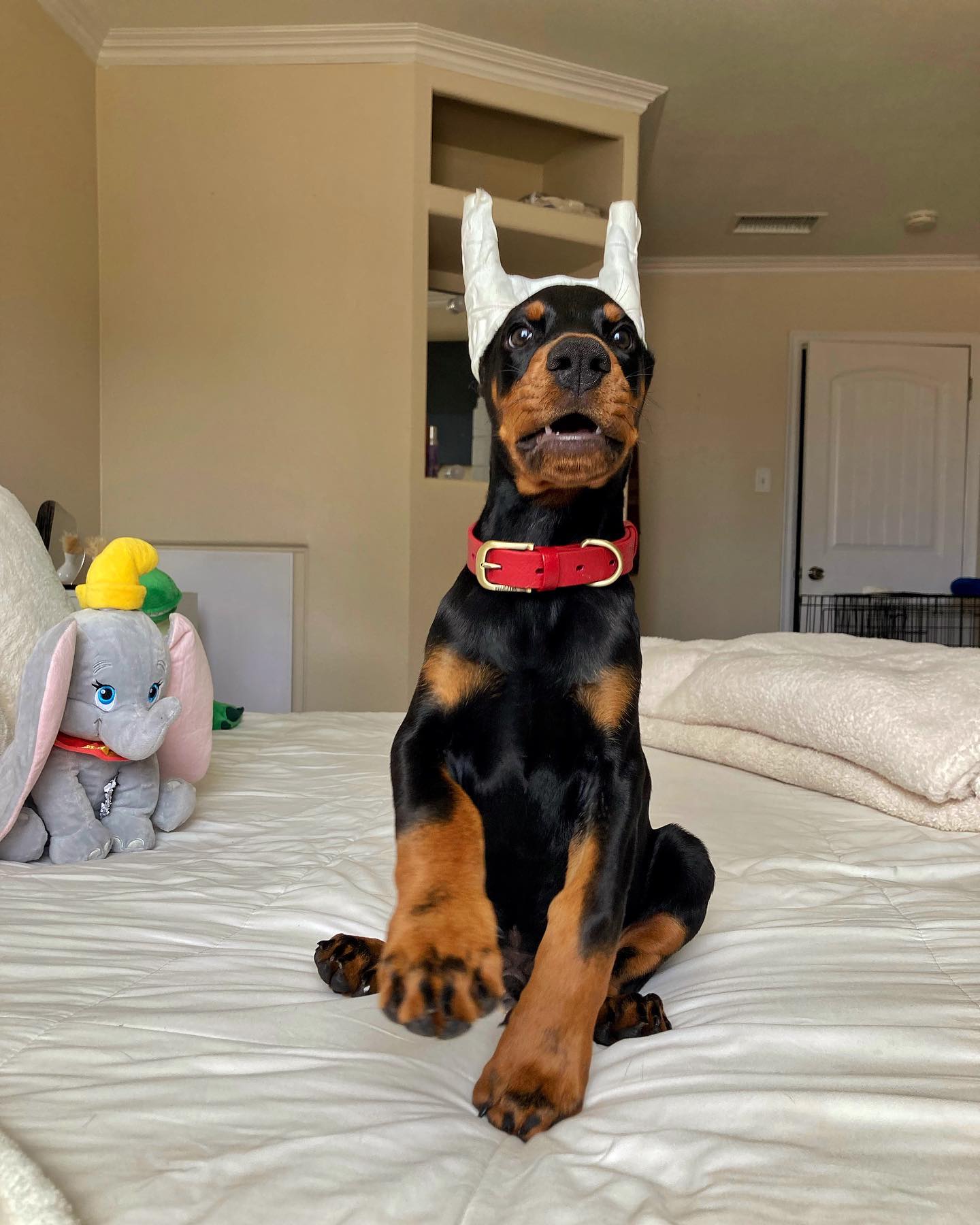 Rager Dobermann.. Rager Dobermann..