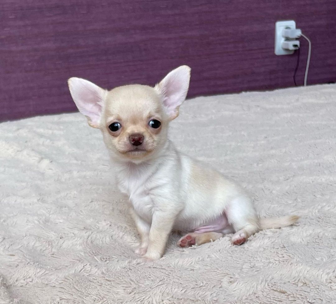 Sam Chihuahua Sam Chihuahua