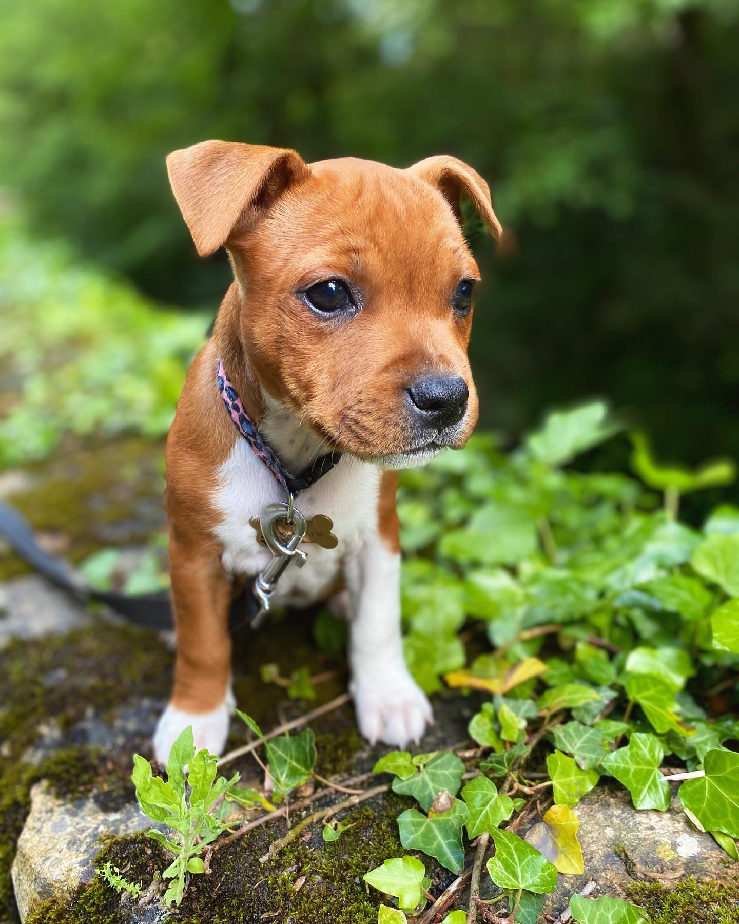 Sciara Staffy Bull..