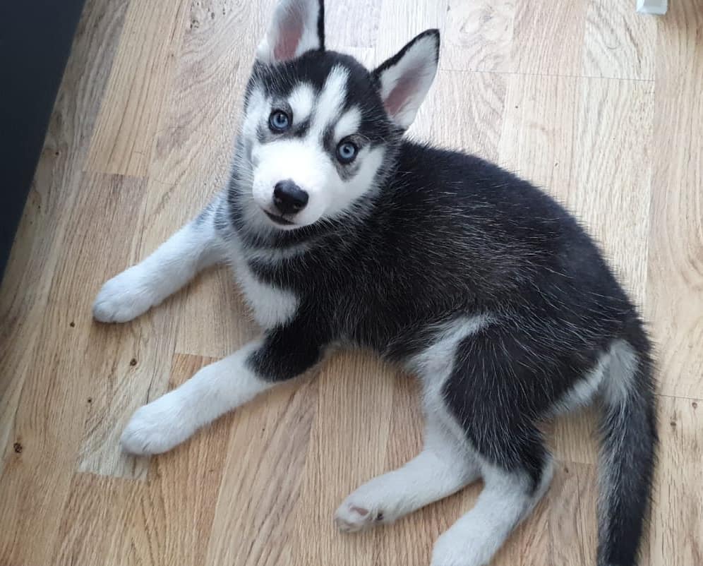 Snow Siberian husky,.