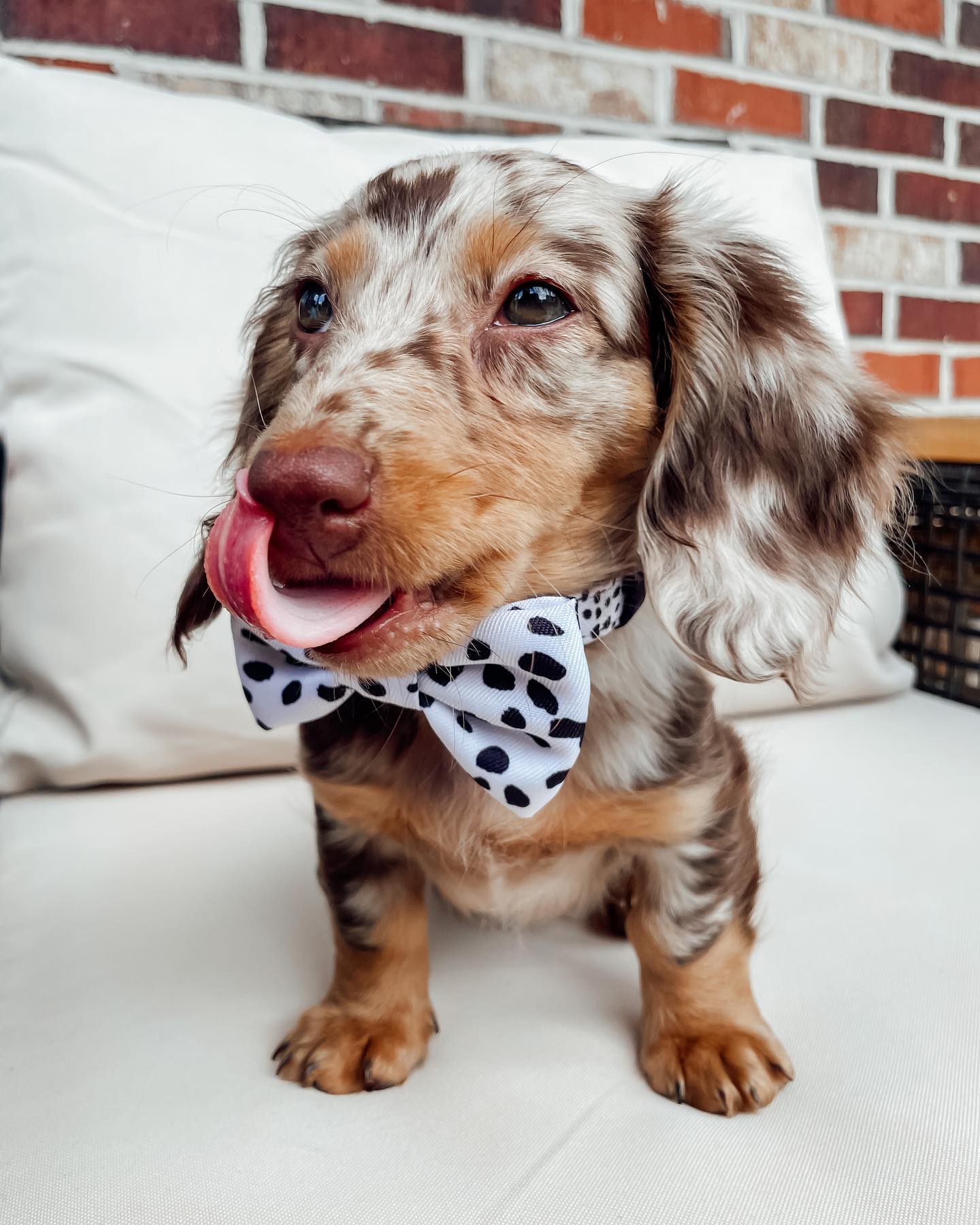 Teddy Dachshund Teddy Dachshund