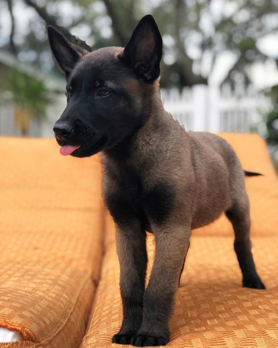 Terri Malinoisq Terri Malinoisq