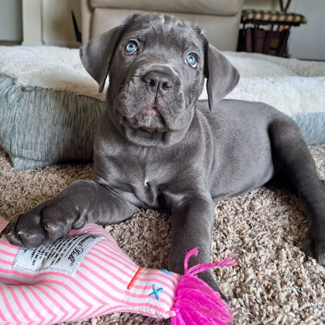 Thelma Cane corso Thelma Cane corso