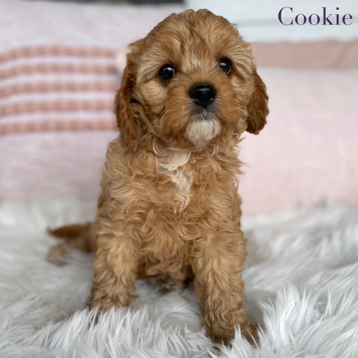Toy Cavoodle Female Cookie