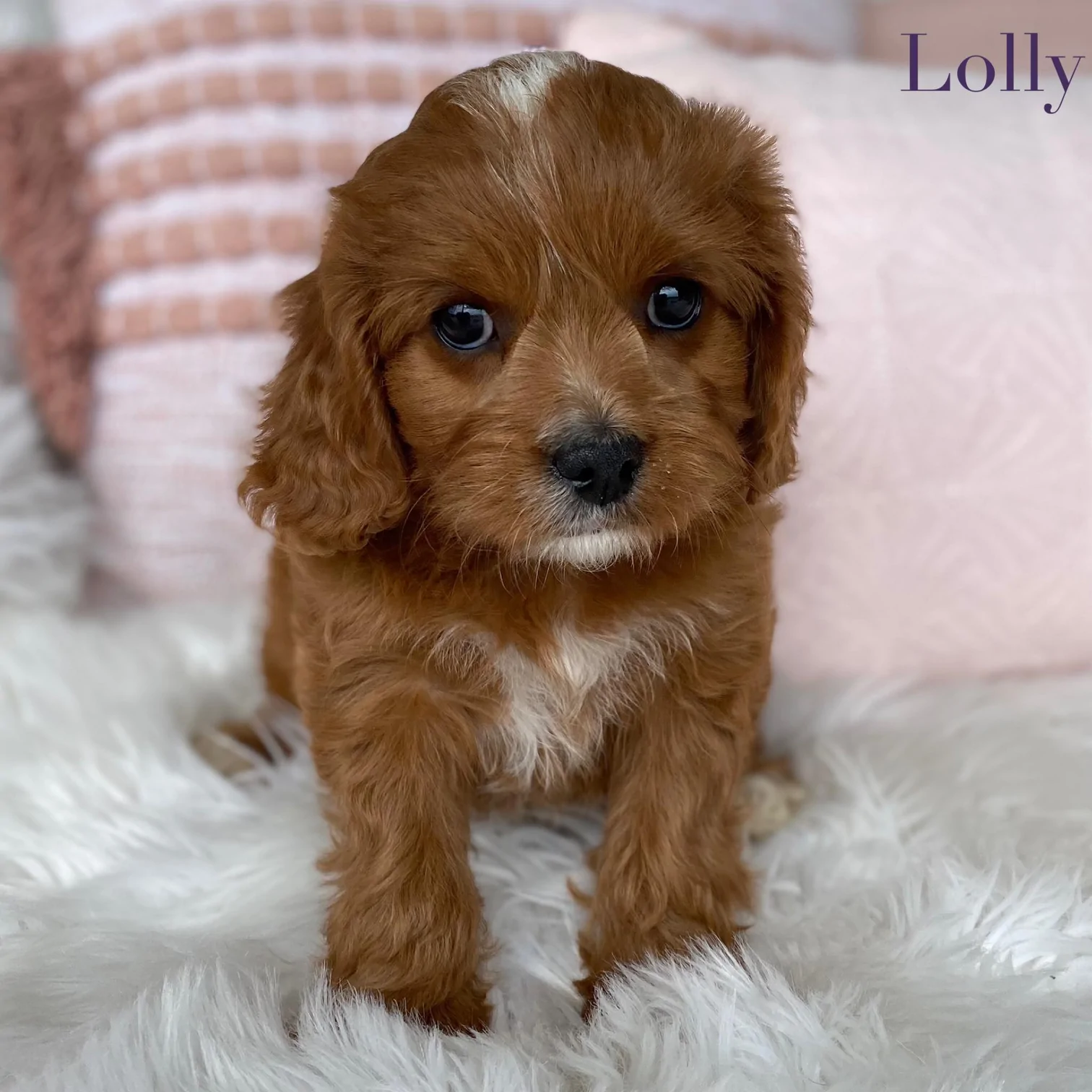 Toy Cavoodle Female Lolly