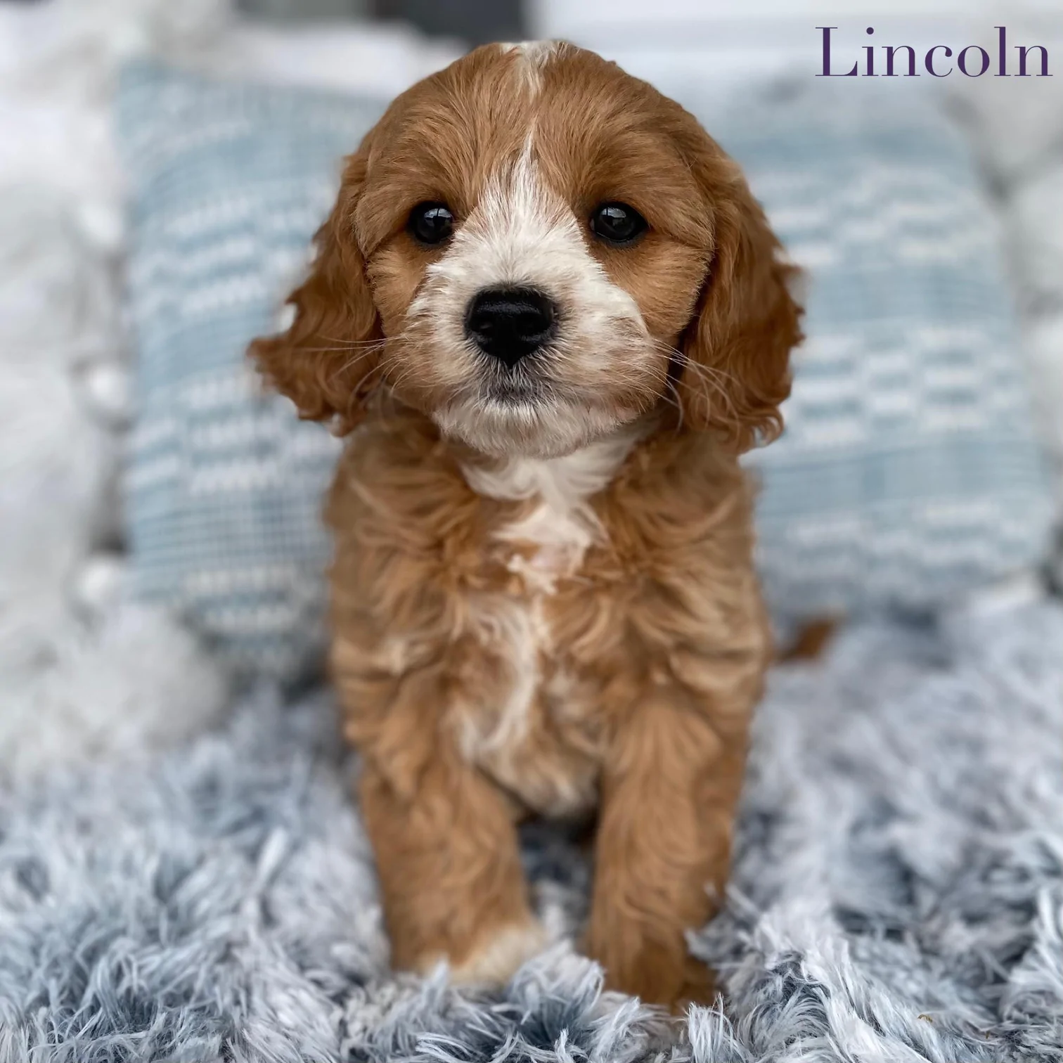 Toy Cavoodle Male Lincoln
