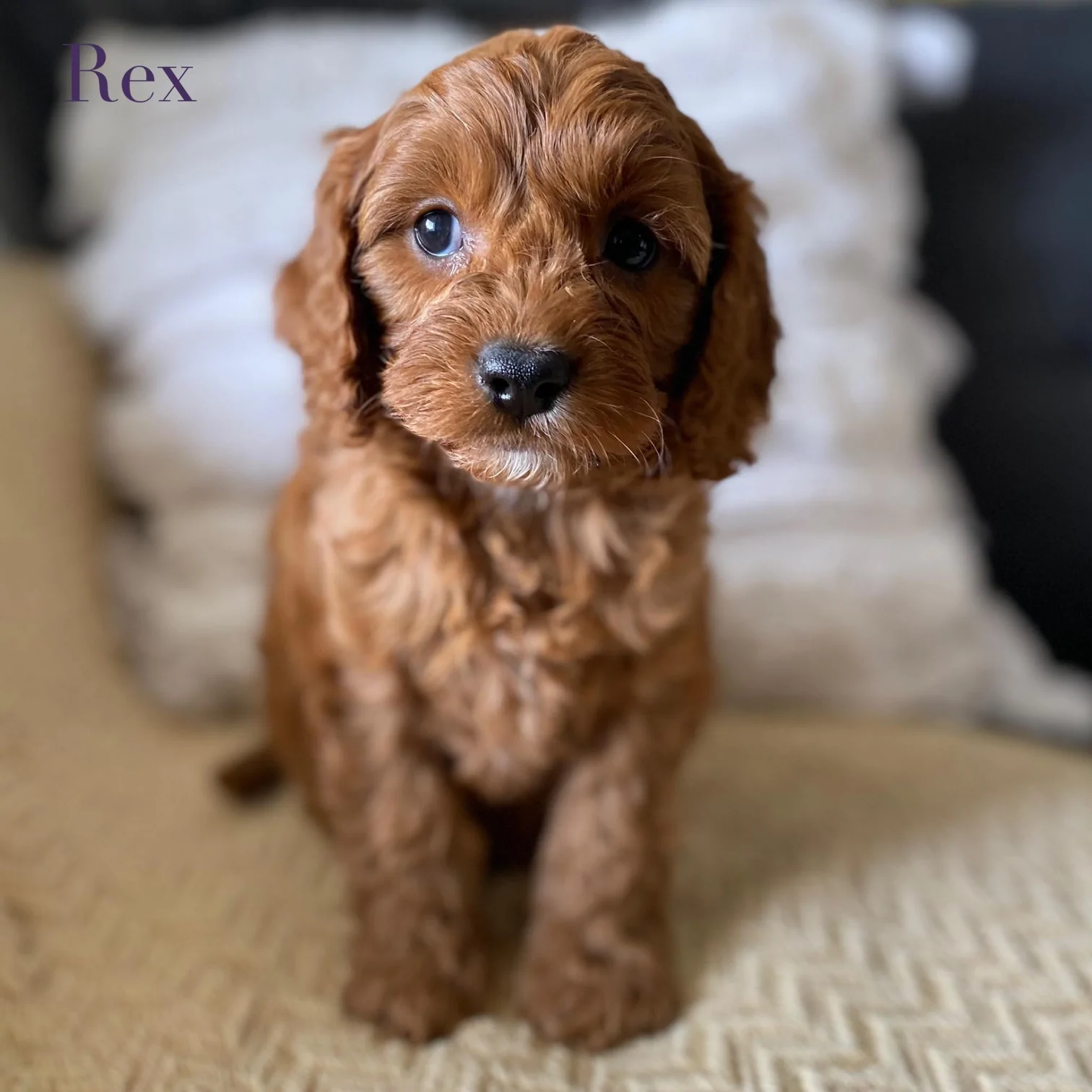 Toy Cavoodle Male Rex