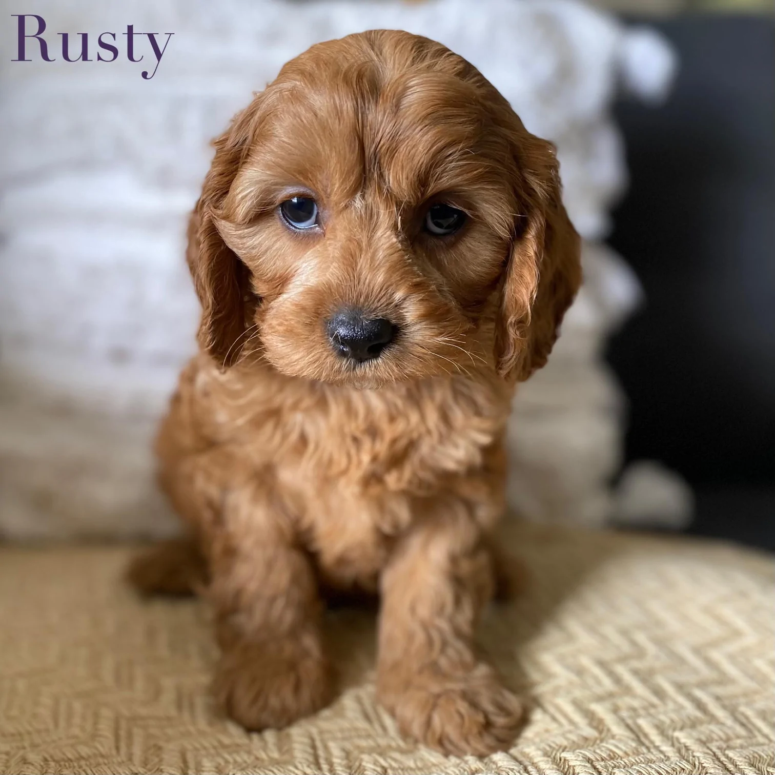 Toy Cavoodle Male Rusty