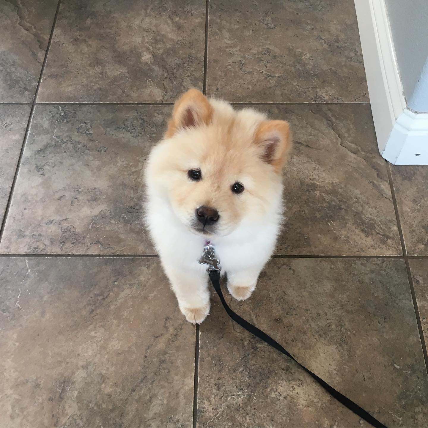 Twinkie Chow,. Twinkie Chow,.