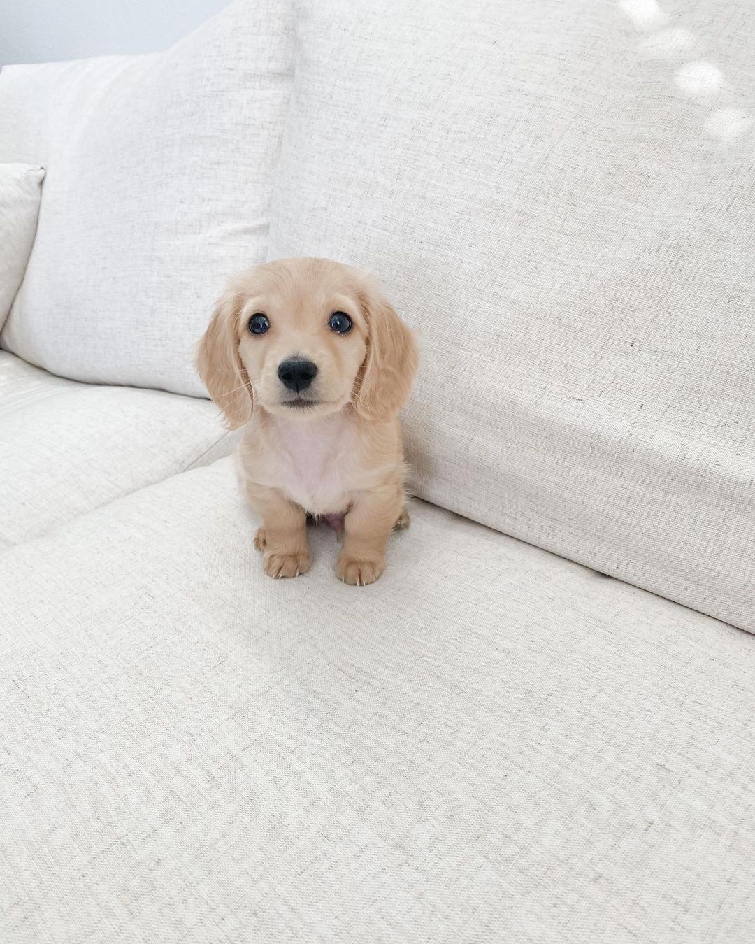 Wilbur Dachsund; Wilbur Dachsund;