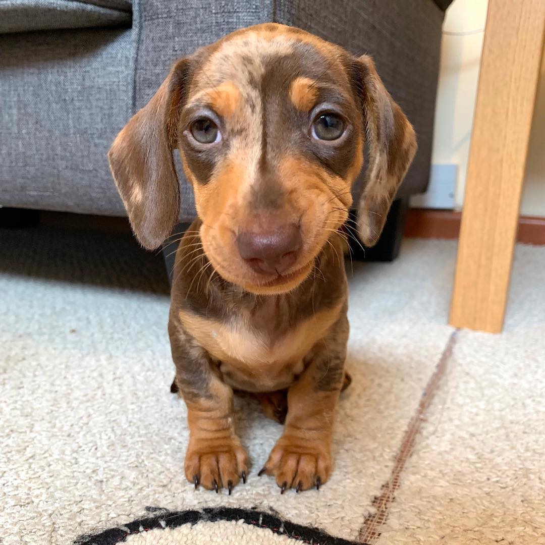 Xexs Dachshund Xexs Dachshund