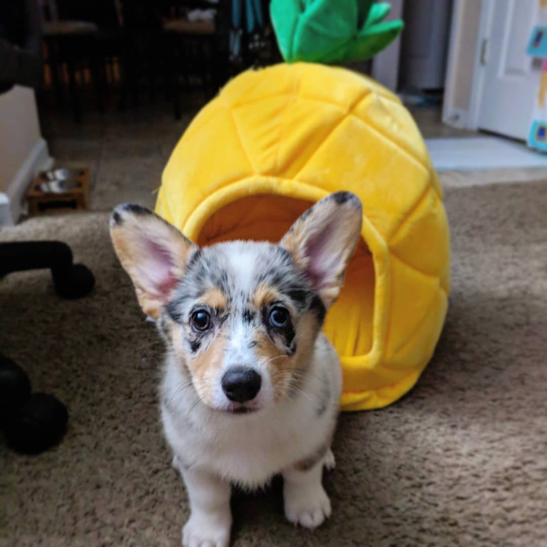 Yuki Corgi Yuki Corgi