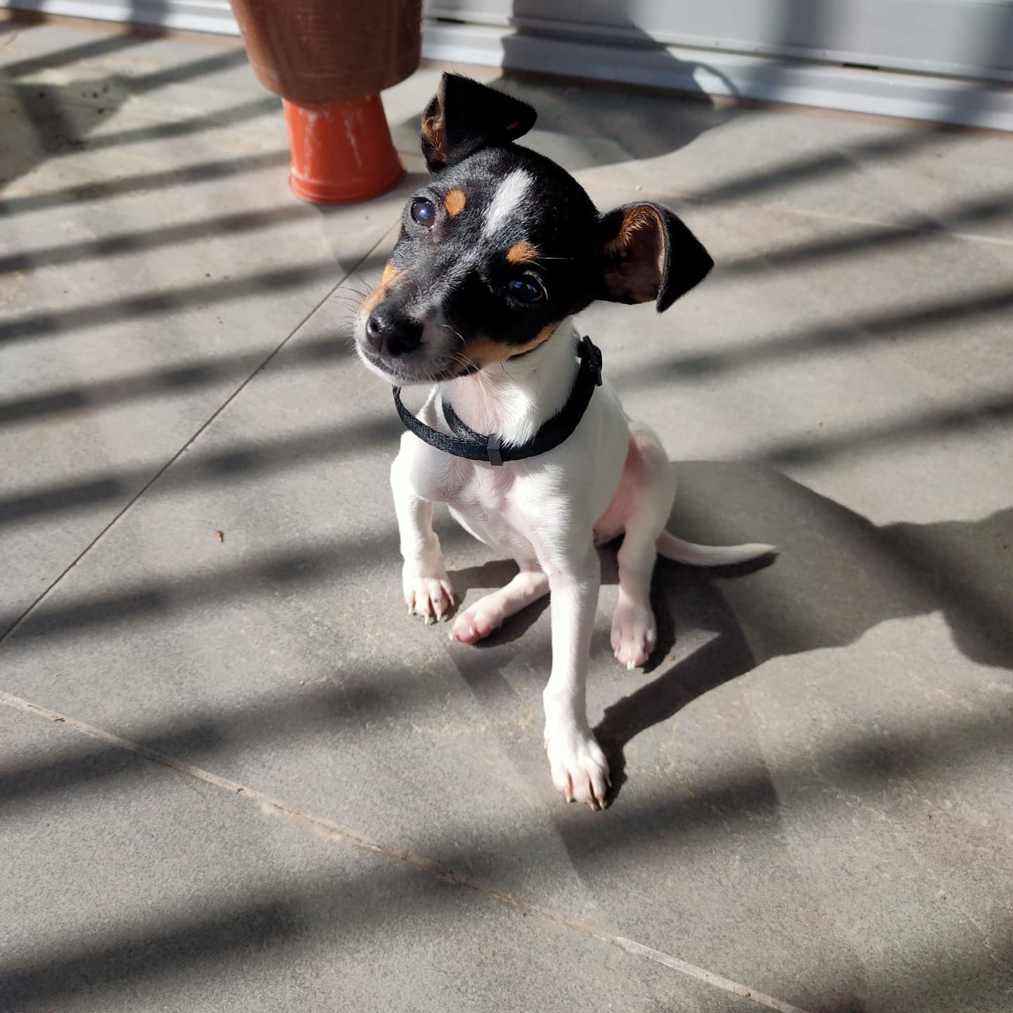 Yuki Jack Russell, Yuki Jack Russell,