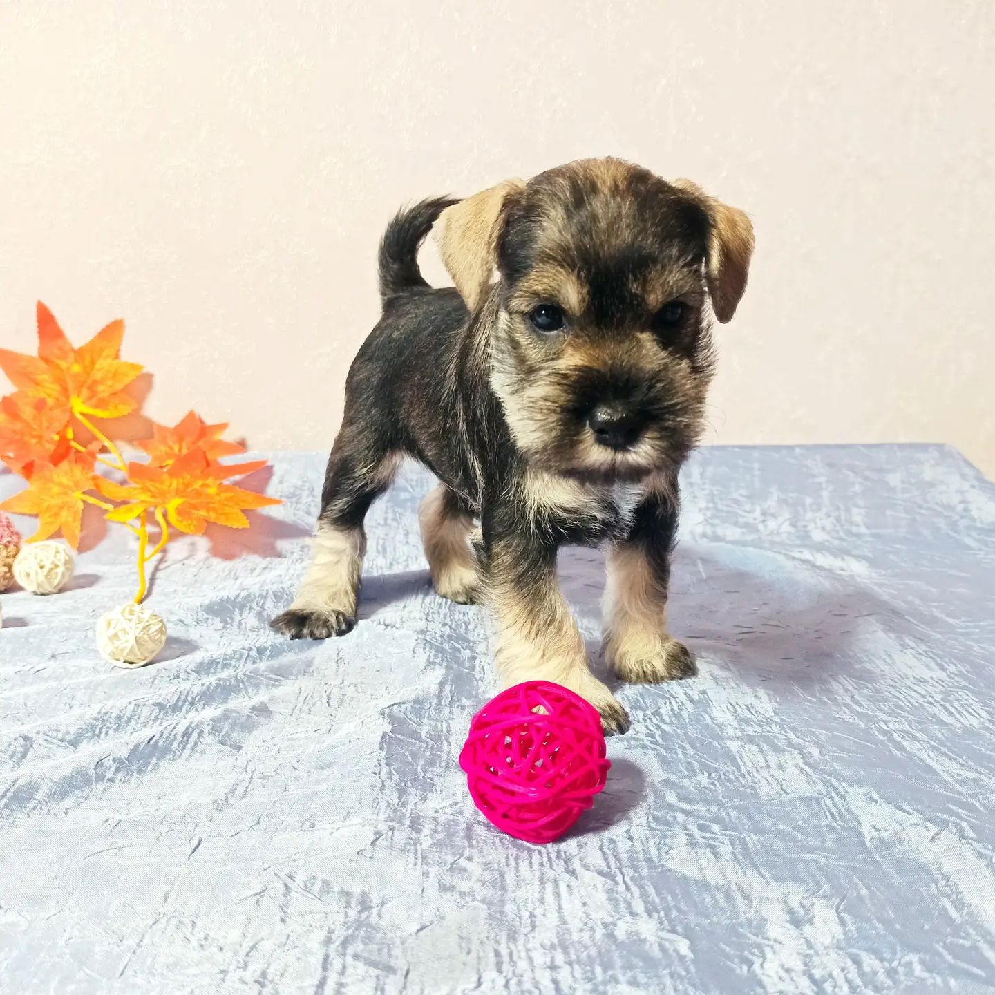 Zver Schnauzer Zver Schnauzer
