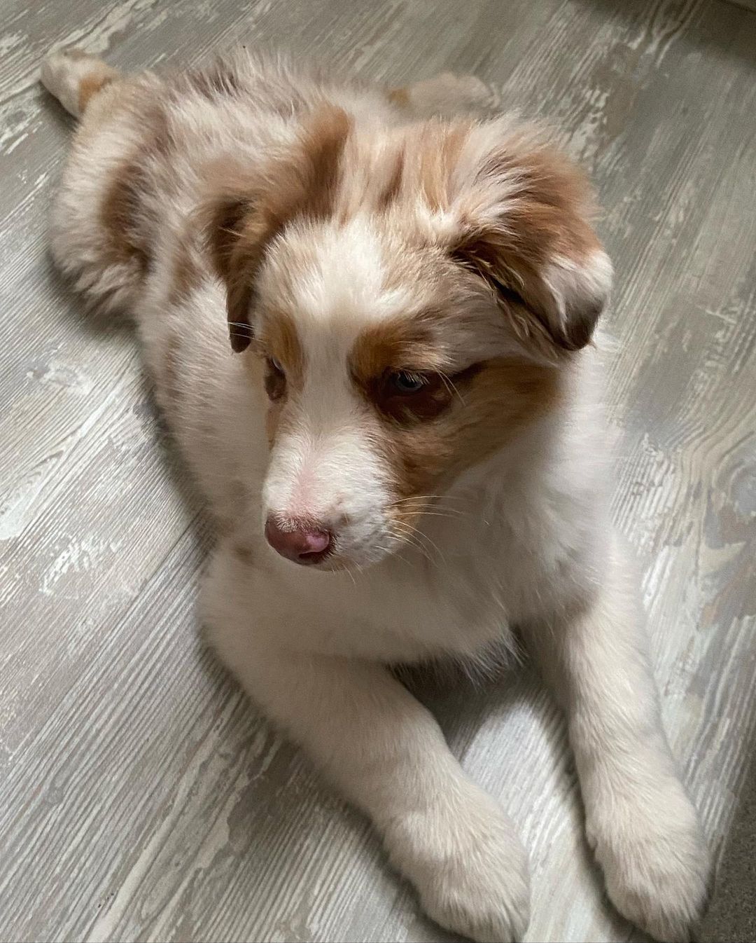 aussie_dacota_342068095_1983463618521416_658490362333342021_n aussie_dacota_342068095_1983463618521416_658490362333342021_n