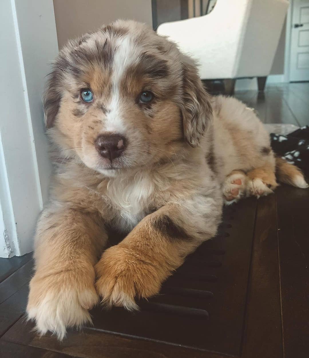 australianshepherds__169686245_2647813478844839_178074928769989173_n