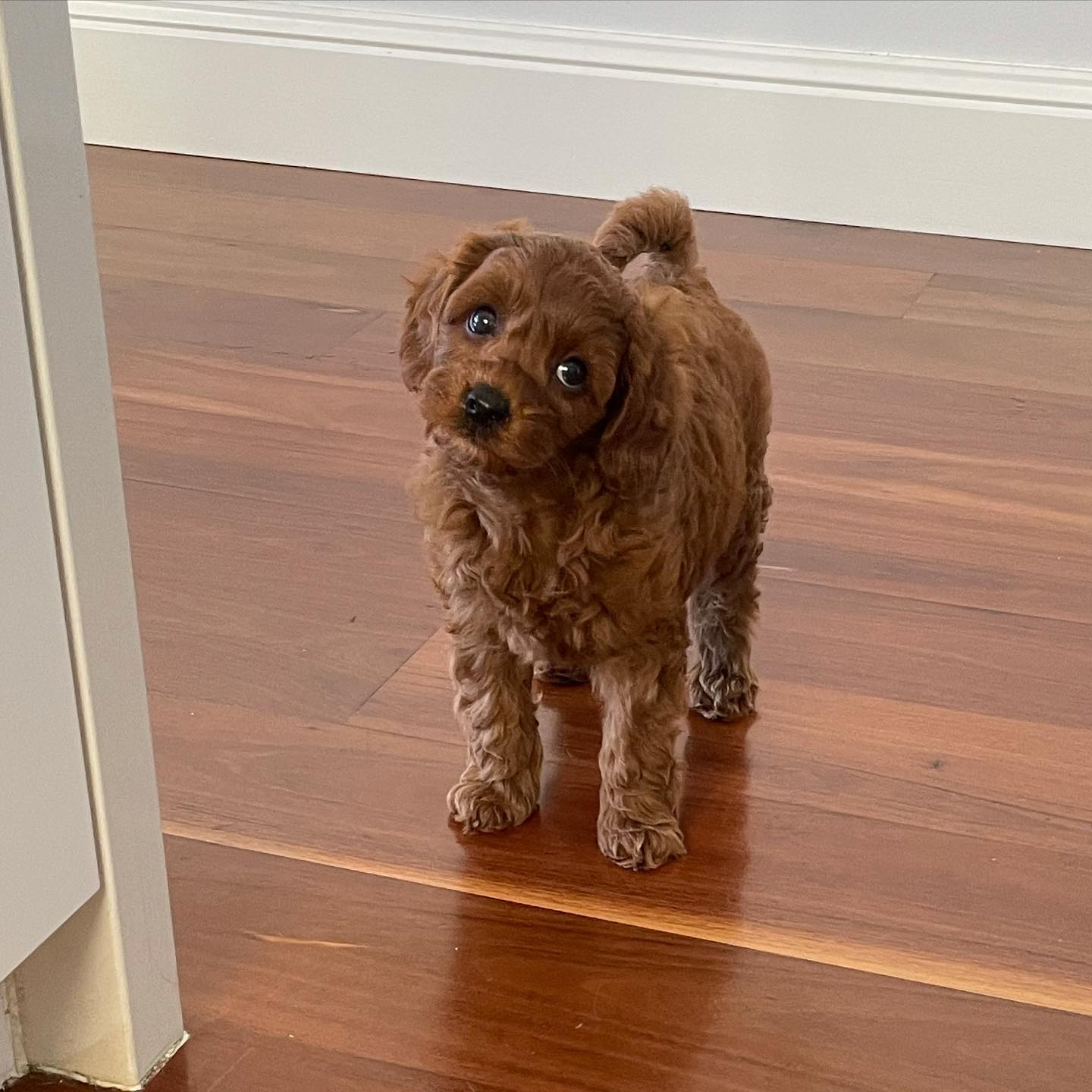 bentley_toycavoodle_143973497_450920656082482_3473760746234411401_n