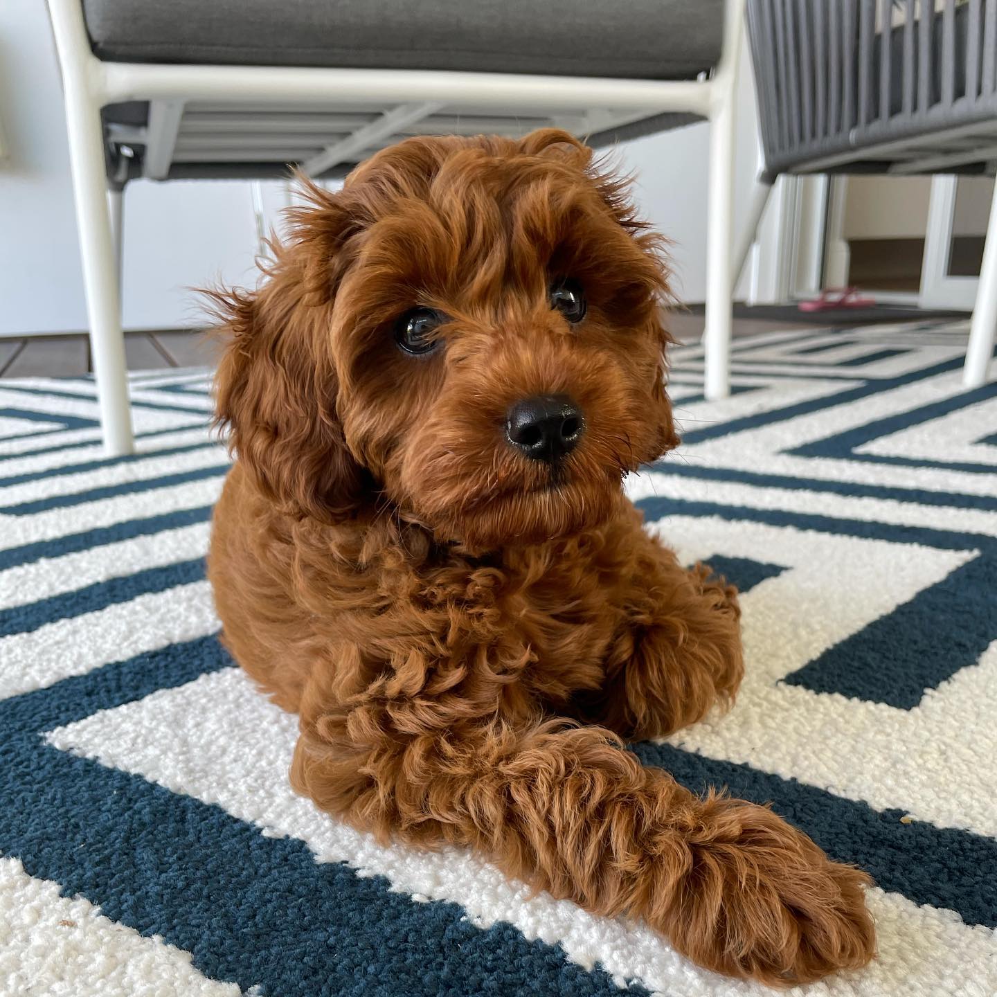 bentley_toycavoodle_146593285_260822462142991_8976891433082214142_n