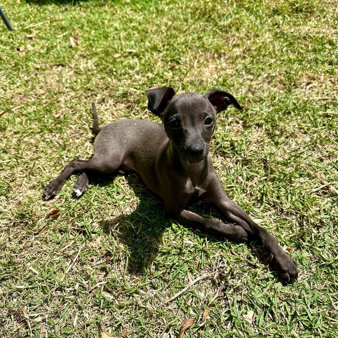 black iggy.. black iggy..