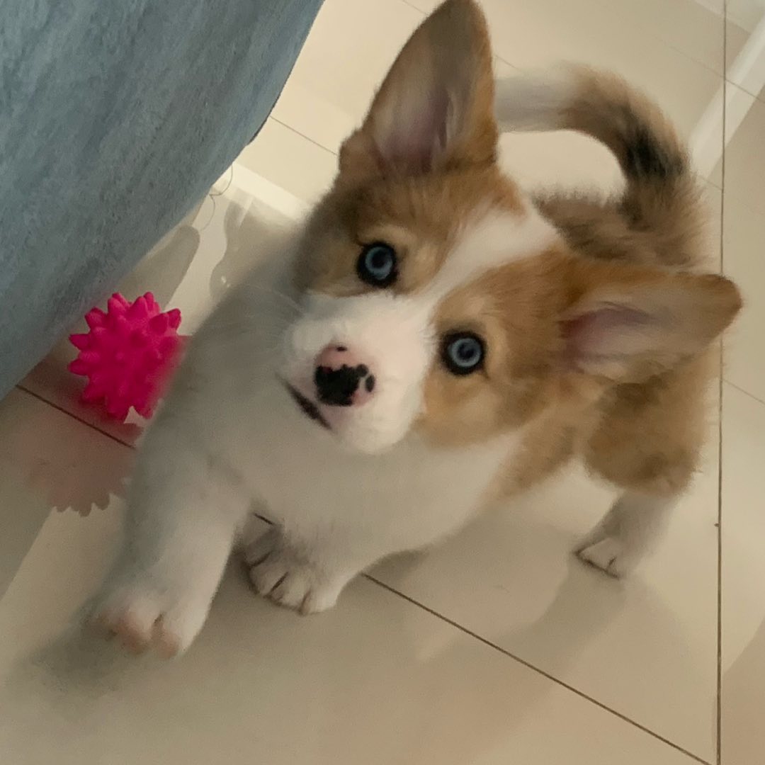 blue.corgii_1636981808_2707522110782176513_50250942119 blue.corgii_1636981808_2707522110782176513_50250942119