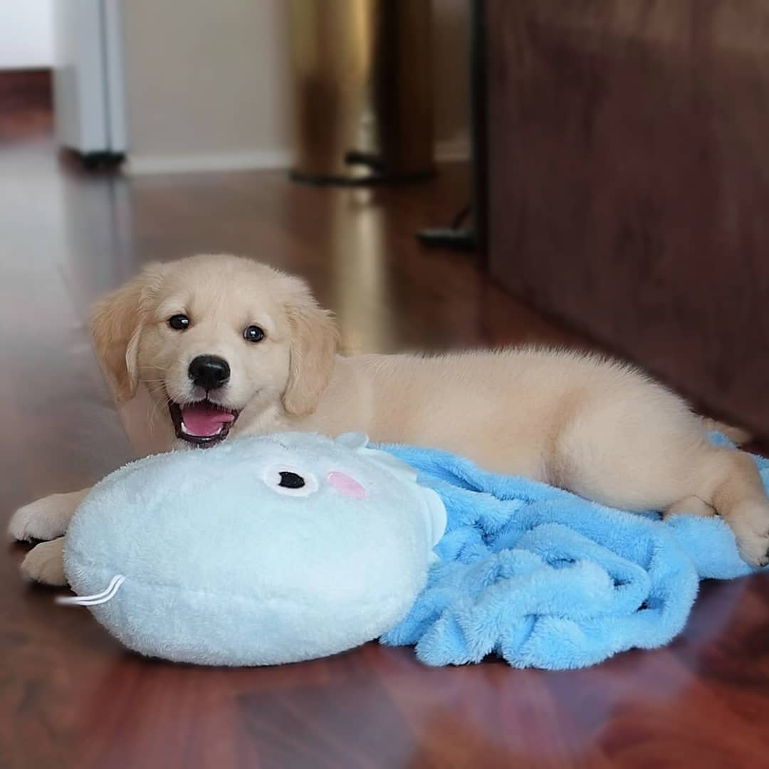 blues_goldendays_1615010280_2523211567408798006_45966932873