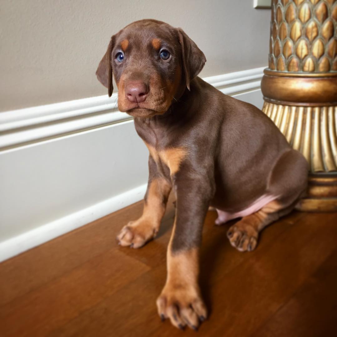 blueskyedobermans_1553471121_2006983690371216544_8015152788 blueskyedobermans_1553471121_2006983690371216544_8015152788