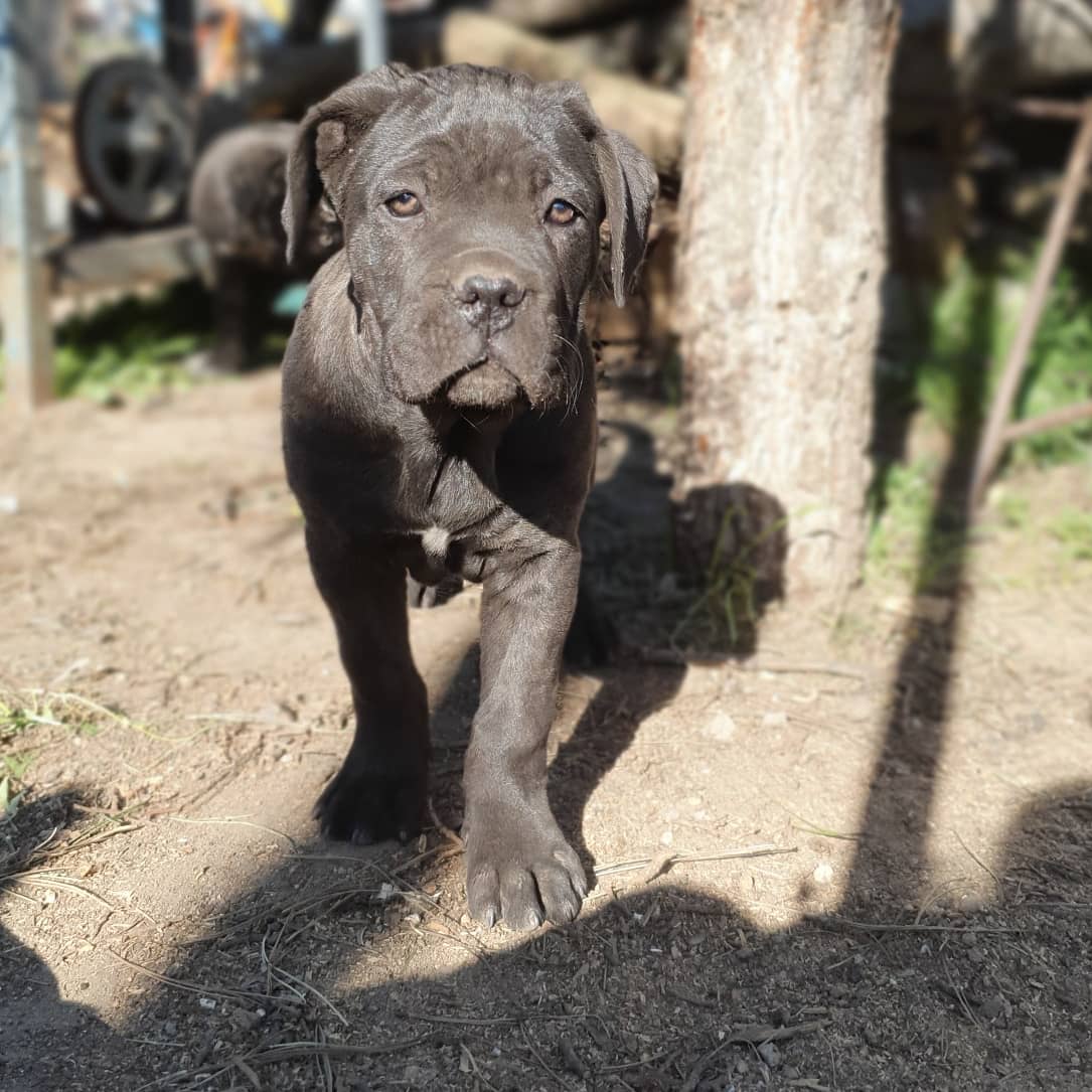 cane_corso_Miss.