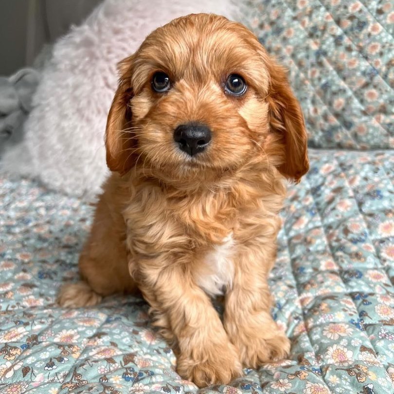 cooper_the_toycavoodle__277475456_938263736839672_8516005367774093706_n