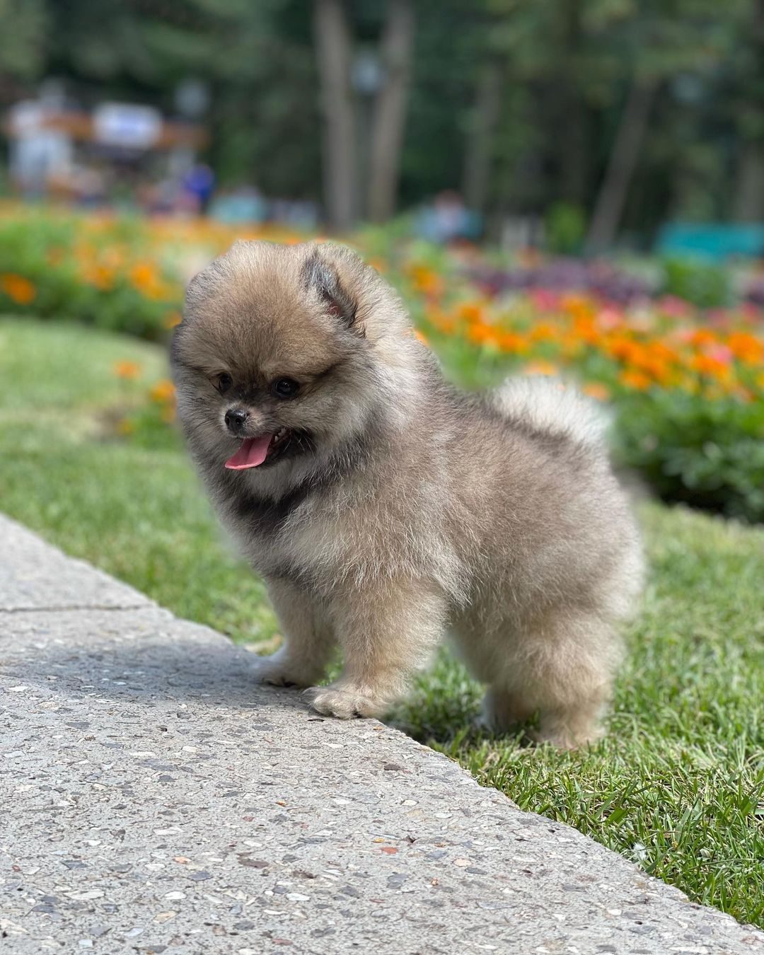 decorative.puppies_211481103_177834147648005_183331227350210748_n (1) decorative.puppies_211481103_177834147648005_183331227350210748_n (1)