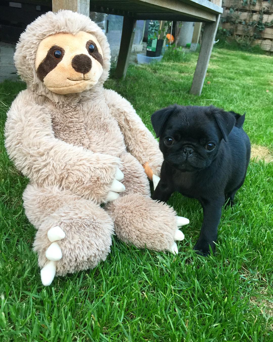 desi_theblackpug_1536088136_1861164644460418368_8322748833 desi_theblackpug_1536088136_1861164644460418368_8322748833