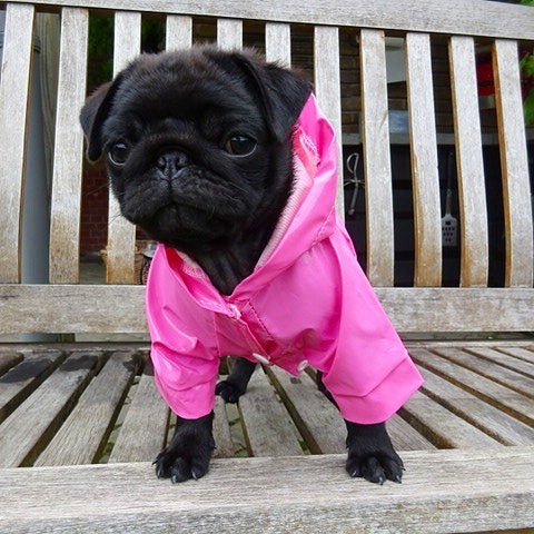 desi_theblackpug_1536591692_1865388780438576372_8322748833