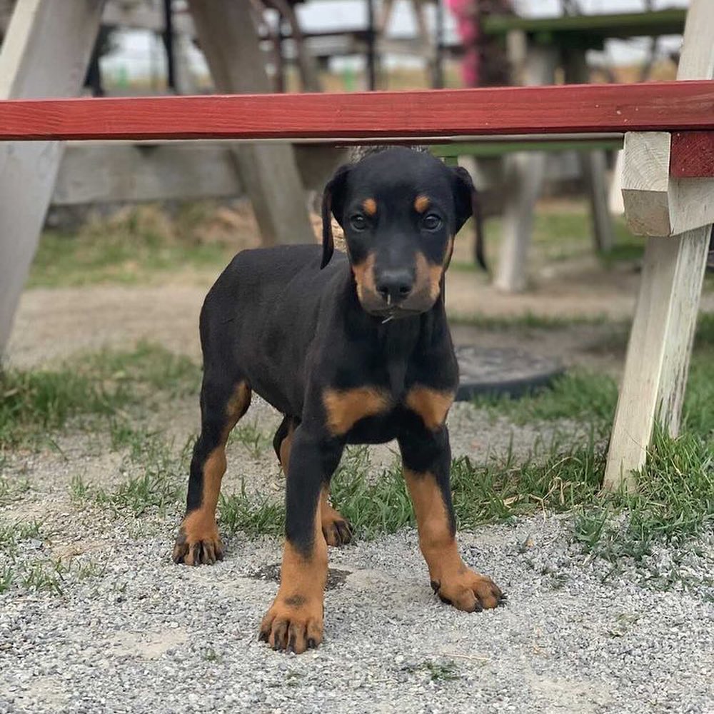 dober_titan_1628955135_2640189497180364296_48936865381 dober_titan_1628955135_2640189497180364296_48936865381