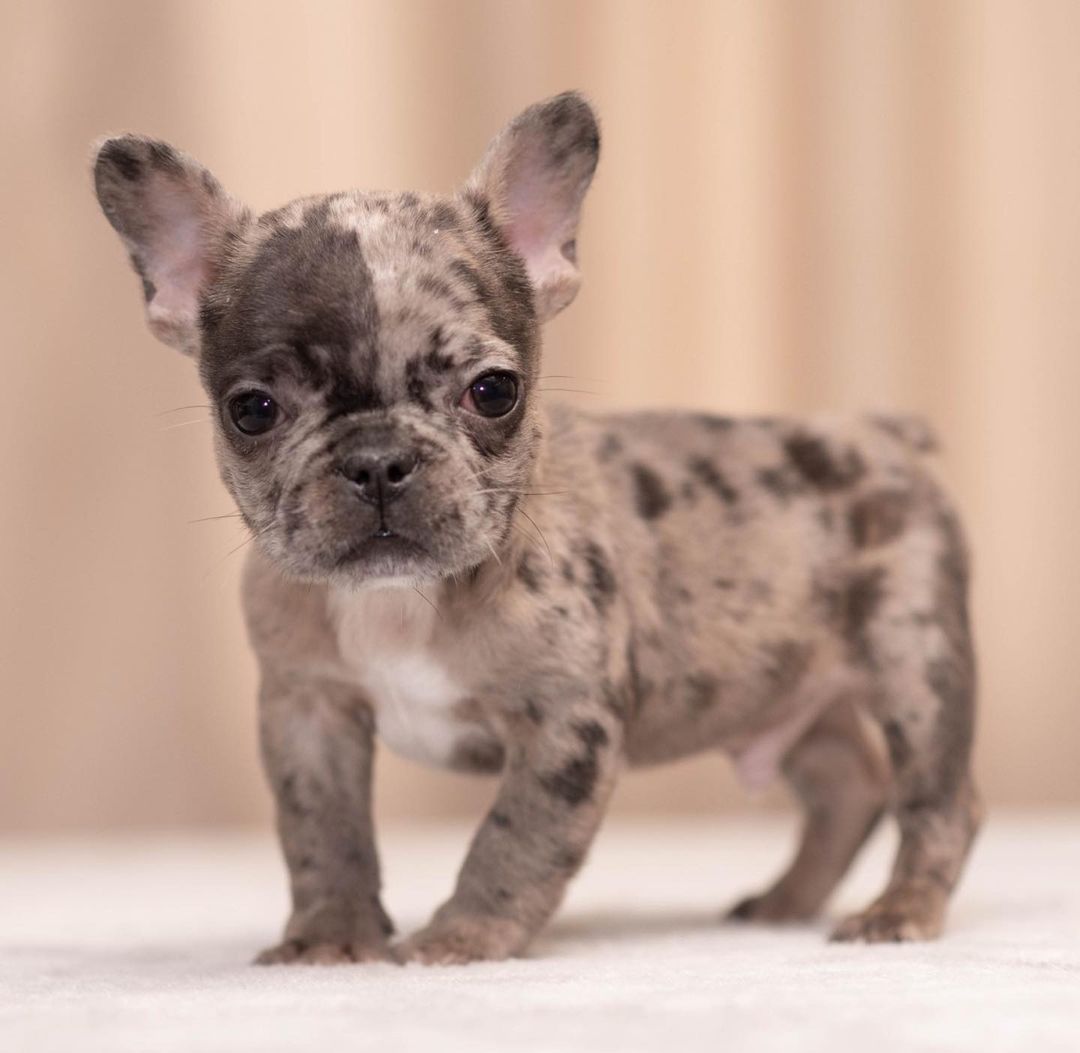 french_bull_ukraine_1614529275_2519176604834233879_18114537437 french_bull_ukraine_1614529275_2519176604834233879_18114537437