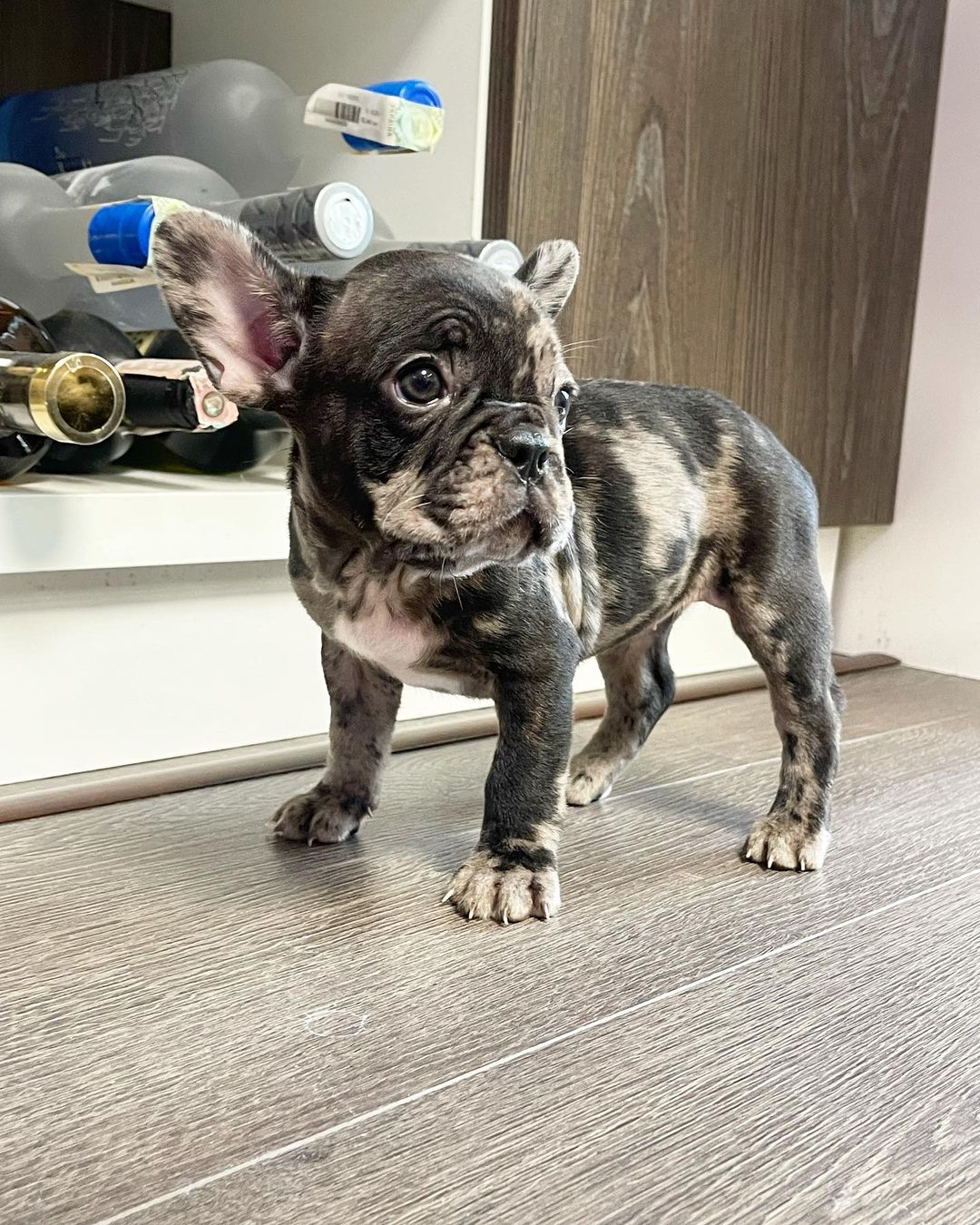 french_bull_ukraine_1645432899_2778414998231576738_18114537437 french_bull_ukraine_1645432899_2778414998231576738_18114537437