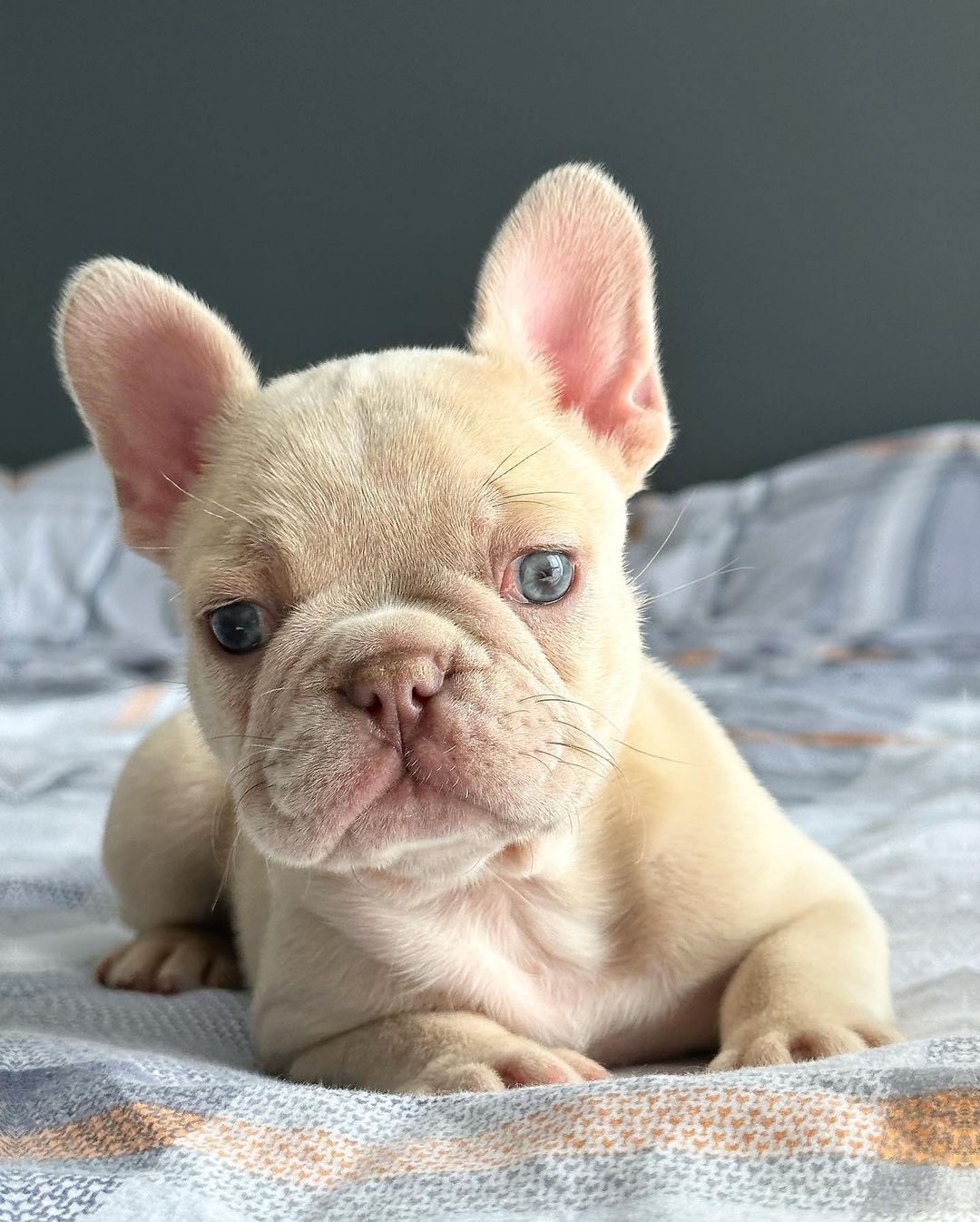 french_bull_ukraine_1685353891_3113296549471760576_18114537437 french_bull_ukraine_1685353891_3113296549471760576_18114537437