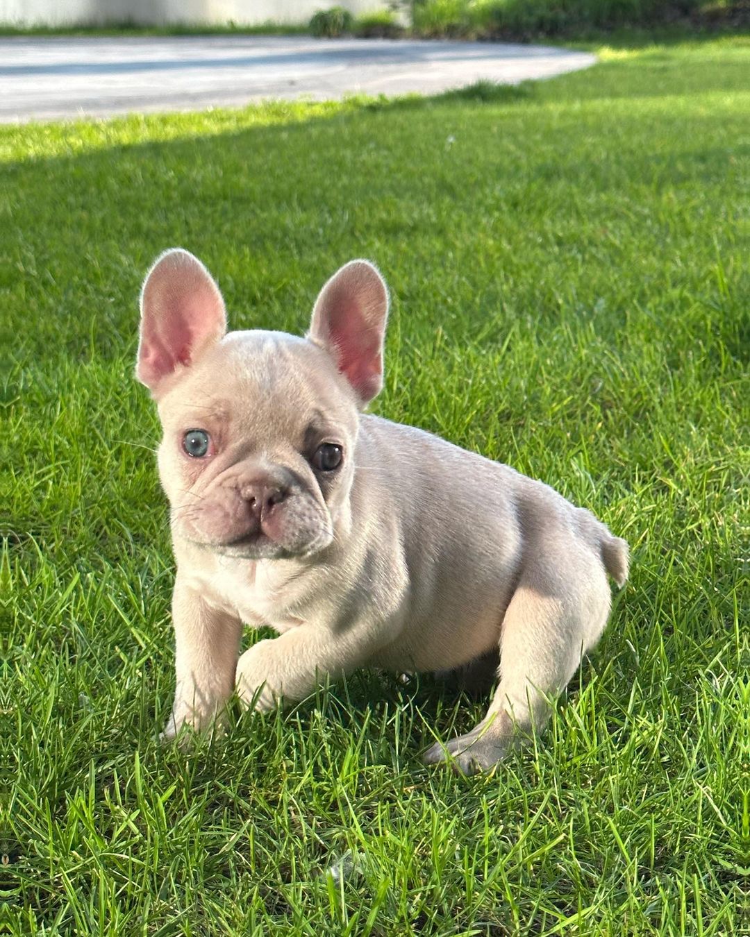 french_bull_ukraine_1685381795_3113530623880687161_18114537437