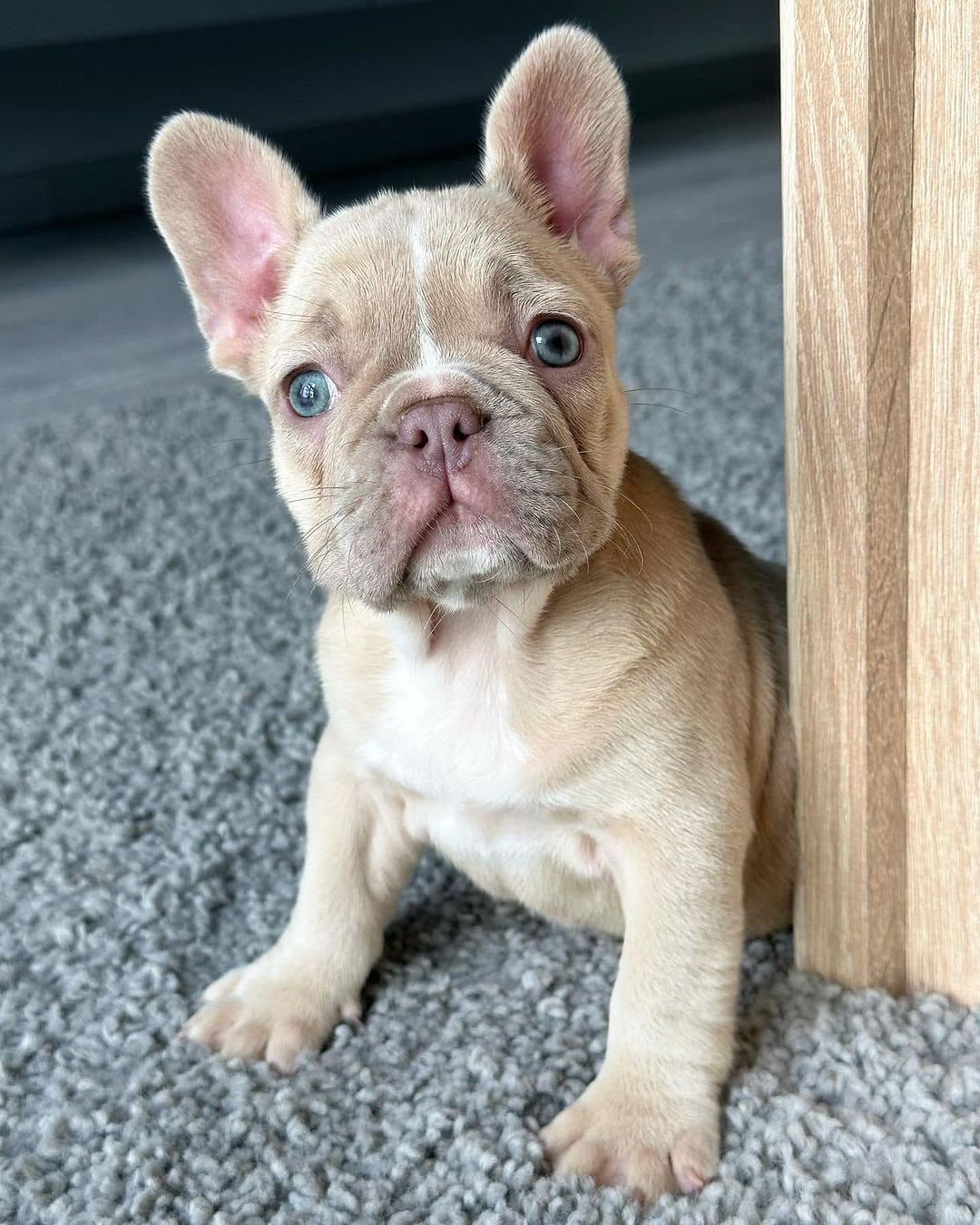 french_bull_ukraine_1686545317_3123290937815081642_18114537437 french_bull_ukraine_1686545317_3123290937815081642_18114537437
